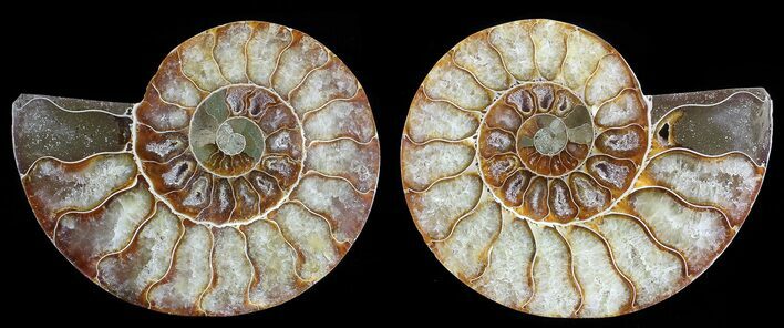 Polished Ammonite Pair - Agatized #68830